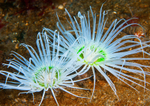 Synarachnactis lloydii