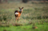 Roe Deer