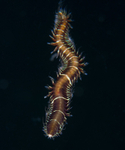 Oxydromus flexuosus