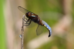 Male broad Boddied Chaser Dragonfly