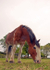 Rachel's Horses 4