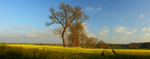 rape seed fields in County Durham.