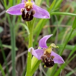 Bee Orchid (Ophrys apifera) 