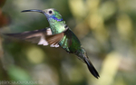 Sparkling Violetear