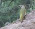 Levaillants Green Woodpecker