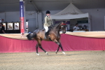 Class 108 Ridden Retired Racehorse- Pre Judging portfolio