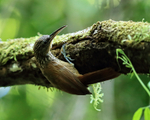 Cocoa Woodcreeper portfolio