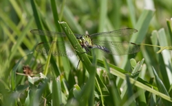 DF AnimalsCreatures 150