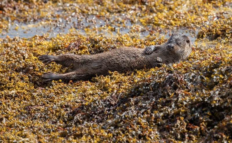 Eurasian Otter - Isle of Mull - Scotland