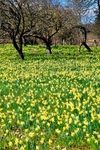 Daffodils in Gwen & Veras Field, Dymock