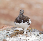 Ptarmigan - Lagopus muta