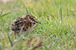 Magellanic Snipe portfolio