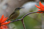 Olive Sunbird portfolio