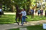 373-BENGAL_LORE-Pippa_Taylor-WEDTrotUp+DR portfolio