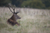 _H5X8678 Red Deer "Rut" 2015