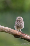 Looking for mum