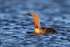 Red-throated Diver, Floi, Iceland
