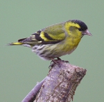Siskin