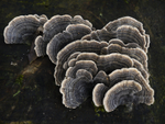 Bracket Fungus