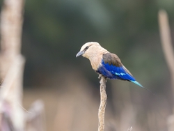 Blue-bellied Roller