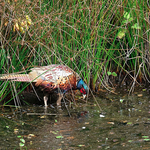 Pheasant