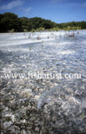 Lagoon Bonefish.