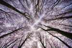 Looking at the Sky at Mullaghmeen Forest, County Westmeath, Ireland.