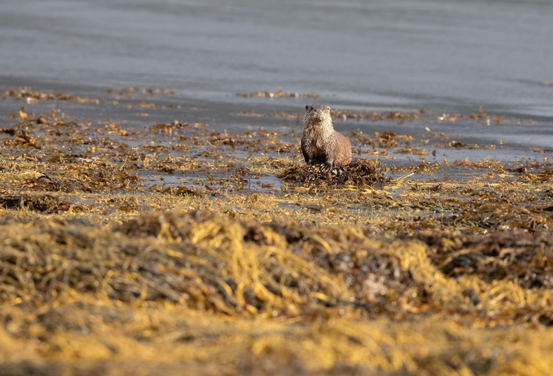 Eurasian Otter - Isle of Mull - Scotland