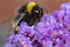 Bumble bee no 1