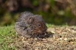 Water Vole