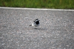 White Wagtail