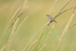 Savanna Sparrow perched on grass stems, Silver Salmon Creek, Alaska