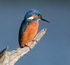 Kingfisher