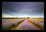Lavender Rainbow