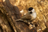 Willow Tit - Lackford Lakes