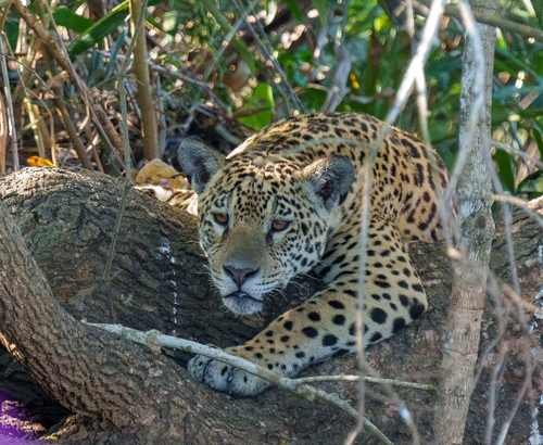 One of many jaguars spotted during our time travelling out from the floating hotel