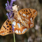 Crab spider (Thmoisus onustus) with its prey, a Queen of Spain Fritillary (Issonia lathoria)