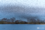 Starling Murmurations, Avalon Marshes_GS1113