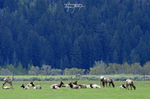3HPhotography5-20-25_GTNP_312_