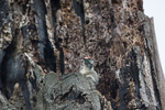 Great Spotted Woodpecker Fledgling 8 of 8