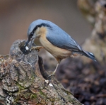 Nuthatch