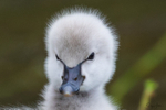 Cygnets 15