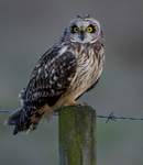 Short eared owl, Woralby Carr, Lincs