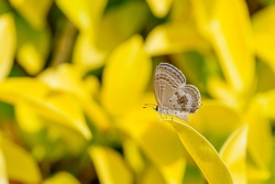 Oriental Plains Cupid - Chilades Pandava Pandava, Male Dry Season Form