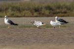 Caspian Tern
