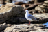 Hartlaub's Gull (adult), Betty's Bay, South Africa
