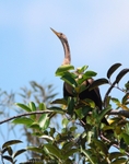 FLB026: Anhinga