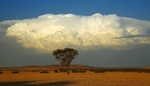 Tree & Cloud