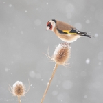 Winter Goldfinch SD20267