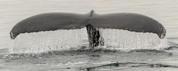 Southeast Alaska portfolio